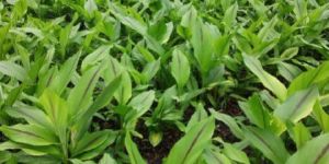 Black Turmeric Nursery Plant