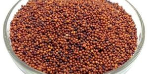 Ragi Seeds