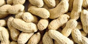 Shelled Groundnuts