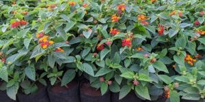 Lantana Live Plant