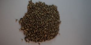 Hemp Seeds