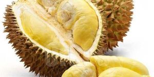 Fresh Durian Fruit