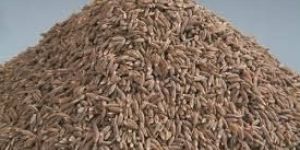 Cumine Seed