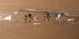 Cockroaches Pest Control Services