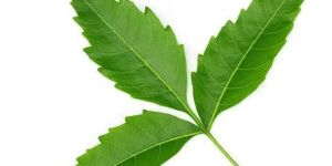 Neem Leaves