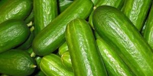 Cucumber