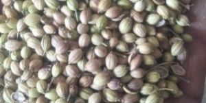 Coriander Seeds