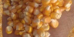 Yellow Corn Maize