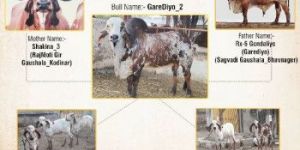 GAREDIYO_2 SEMEN STRAW