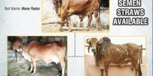 NANO RADAR SEMEN STRAW