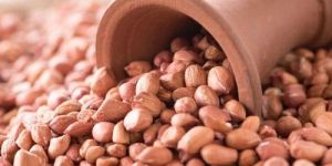 Groundnut Seeds
