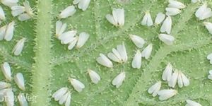 Pesticide for White Fly