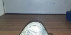 Silver Peacock Statue