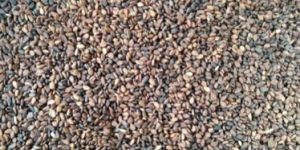 Sesame Seeds