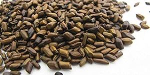 Cassia Tora Seeds