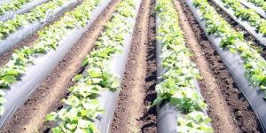 Agricultural Mulch Film