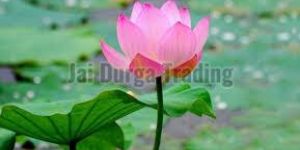 Lotus Oil