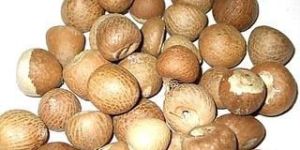 Betel Nuts