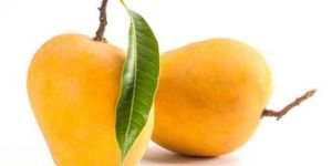 Fresh Ratnagiri Mango