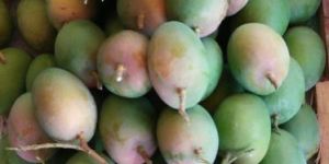 Fresh Alphonso Mango