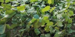 Red Sandalwood Plant