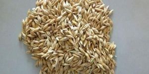 Barley Grain