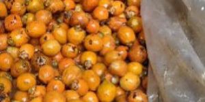 Tamul Areca Nuts
