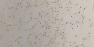 Shrimp Seed
