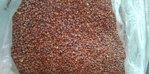 Vegetable Seeds