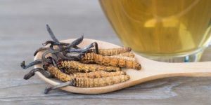 Cordyceps Militaris Mushrooms