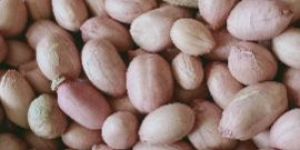Groundnut Seed