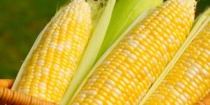 Fresh Corn