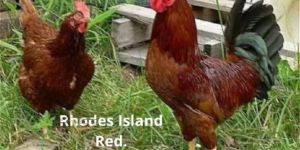 Live Rhode Island Red Chicken