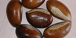 Mahua Seeds