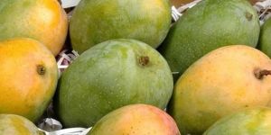Gujarat Gir/ Talala/ Junagad Premium Kesar Mango