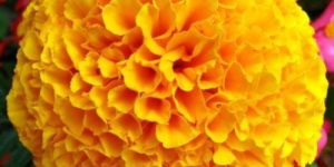 Premium Fresh Marigold Genda Flowers