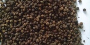 Black Pepper Seeds