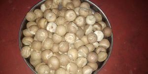 Areca Nuts