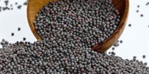 Mustard Seeds