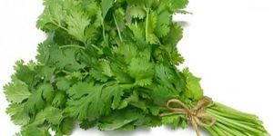 Fresh Coriander Leaves
