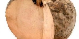 Fresh Elephant Foot Yam