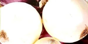 Fresh Silver Skin Onion