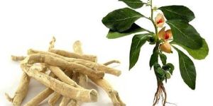 Ashwagandha Herb