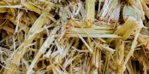Raw Sugarcane Bagasse