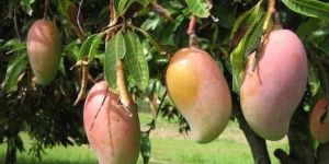 Amrapali Mango