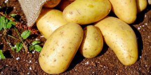 Fresh Big Potato