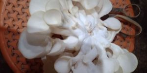 Oyster Mushroom