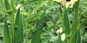 F1 Okra Seeds