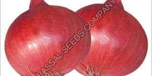 Nasik Red N-53 Onion Seeds