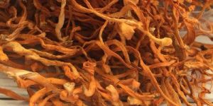 Dried Cordyceps Militaris Mushroom